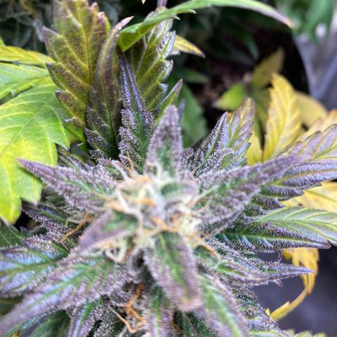 Auto Mokum‘s Tulip growlog timeline photo