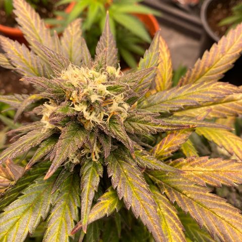 Auto Mokum‘s Tulip growlog timeline photo