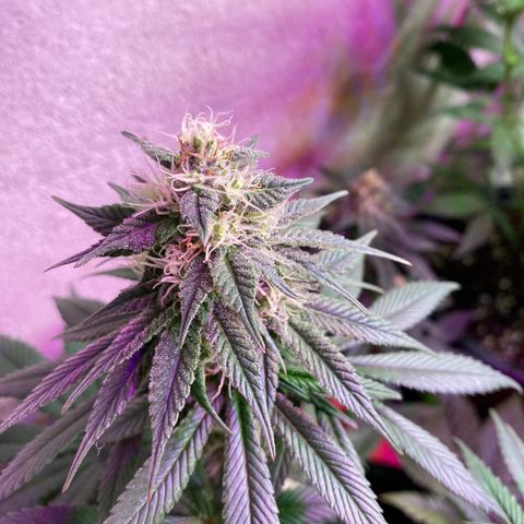 Vibe-C #1 growlog timeline photo