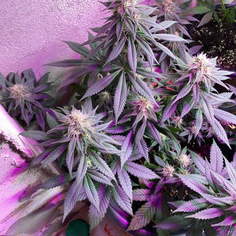 Vibe-C #1 growlog timeline photo