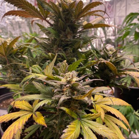 Auto Mokum‘s Tulip growlog timeline photo