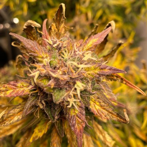 Glue Gelato Auto growlog timeline photo