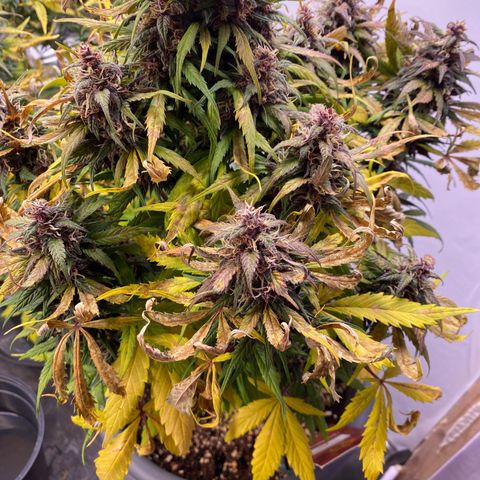 Glue Gelato Auto growlog timeline photo