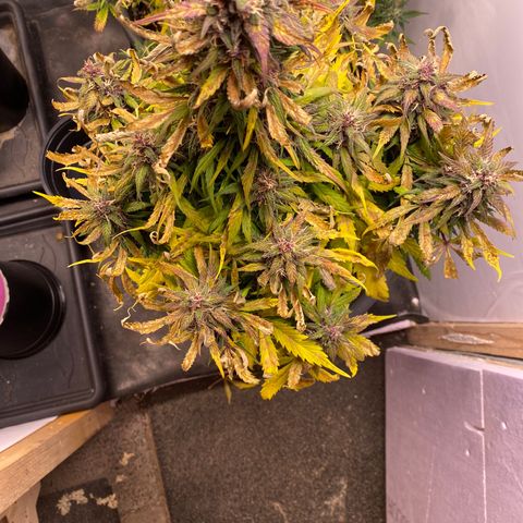 Glue Gelato Auto growlog timeline photo