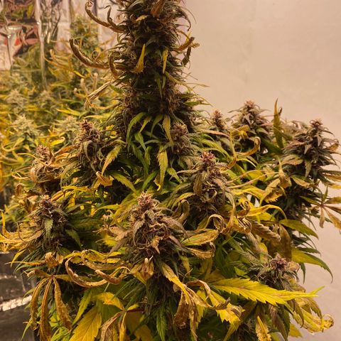 Glue Gelato Auto growlog timeline photo