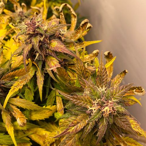 Glue Gelato Auto growlog timeline photo