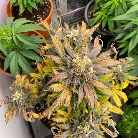 Auto Mokum‘s Tulip growlog timeline photo