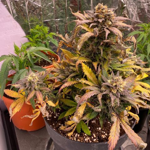 Auto Mokum‘s Tulip growlog timeline photo