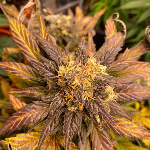 Auto Mokum‘s Tulip growlog timeline photo