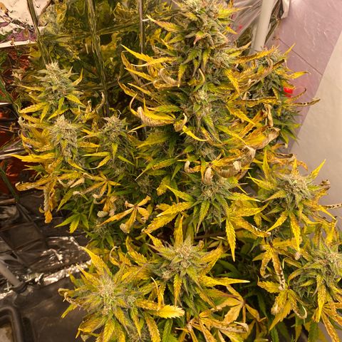 Auto Skywalker Haze growlog timeline photo