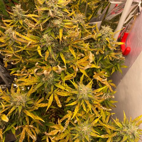 Auto Skywalker Haze growlog timeline photo