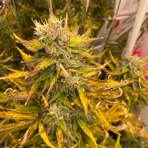 Auto Skywalker Haze growlog timeline photo