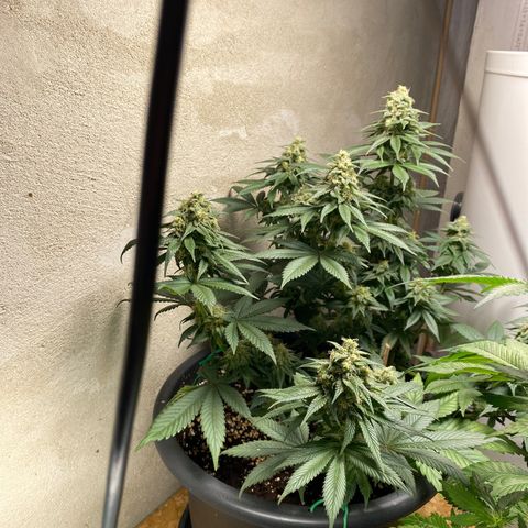 Vibe-C #1 growlog timeline photo