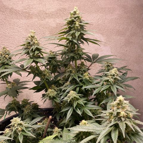 Vibe-C #1 growlog timeline photo