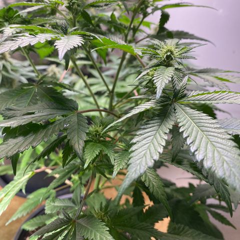 Skunk XL growlog timeline photo