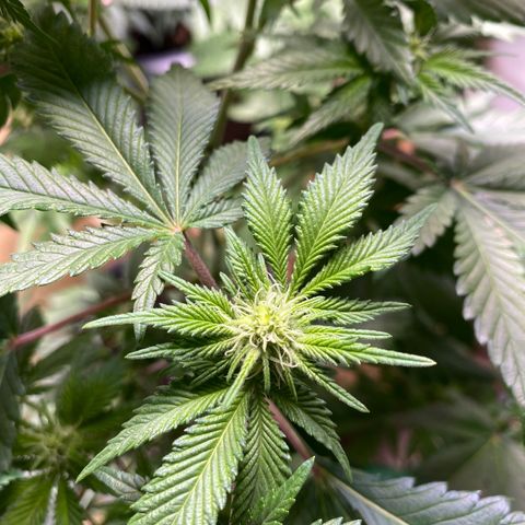 Skunk XL growlog timeline photo