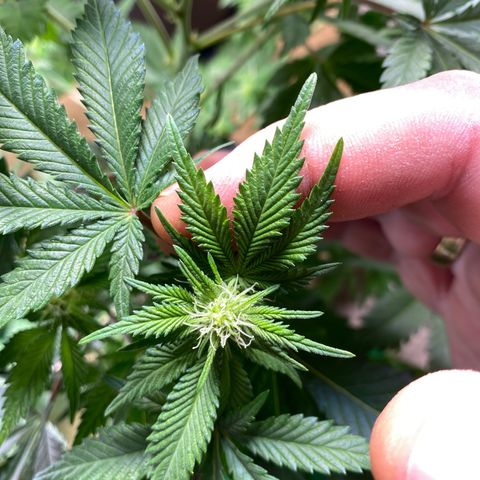 Skunk XL growlog timeline photo