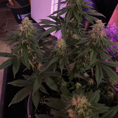 Vibe-C #1 growlog timeline photo