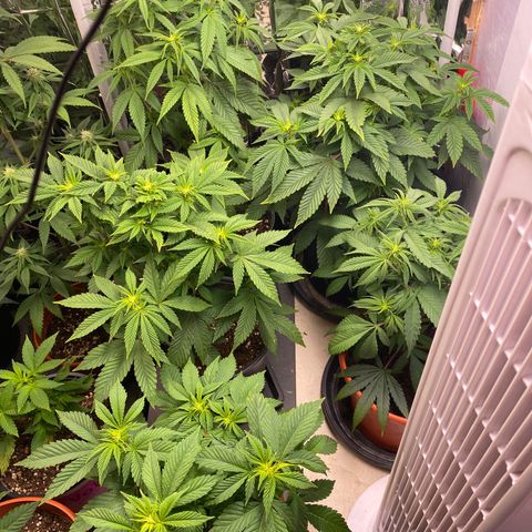 Skunk XL growlog timeline photo
