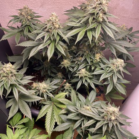 Vibe-C #1 growlog timeline photo