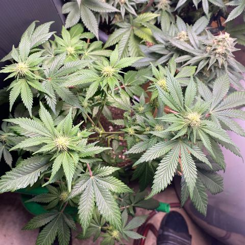 Skunk XL growlog timeline photo