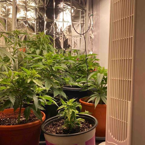 Skunk XL growlog timeline photo