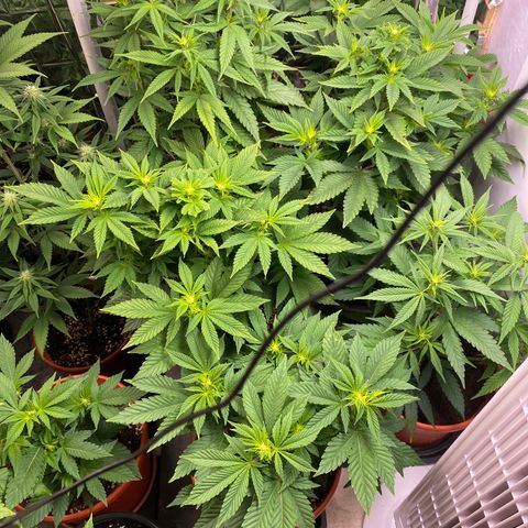 Skunk XL growlog timeline photo