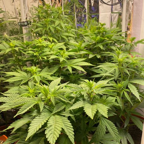Skunk XL growlog timeline photo
