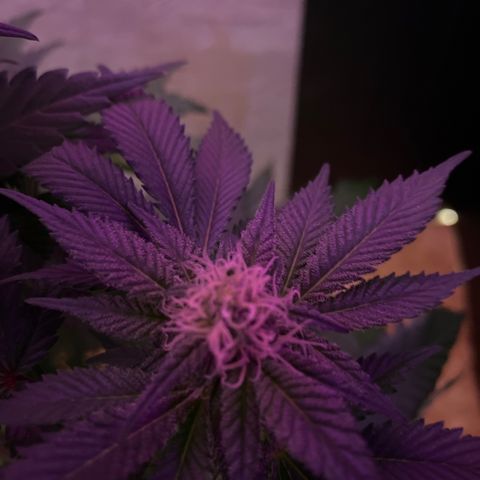 Skunk XL growlog timeline photo