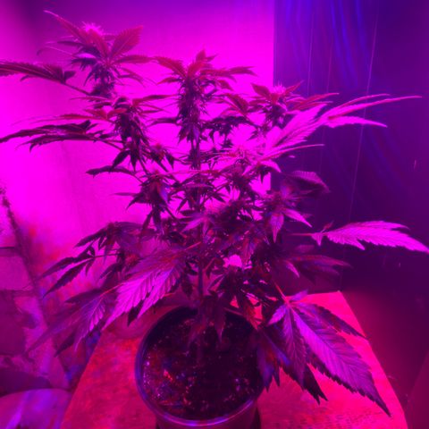 Skunk XL growlog timeline photo