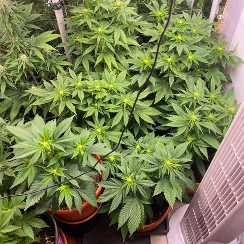Skunk XL growlog timeline photo