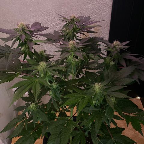 Skunk XL growlog timeline photo