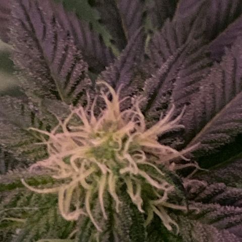 Skunk XL growlog timeline photo