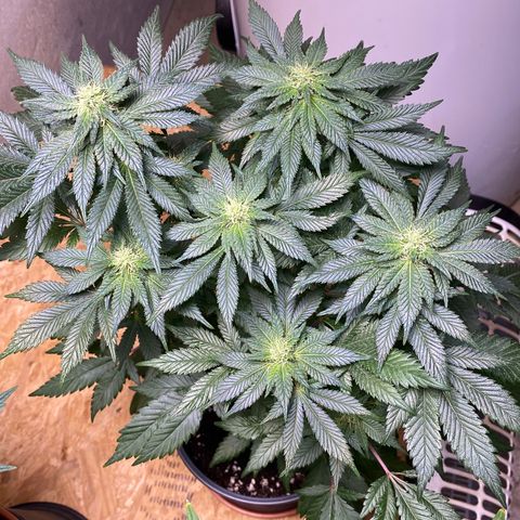 Skunk XL growlog timeline photo