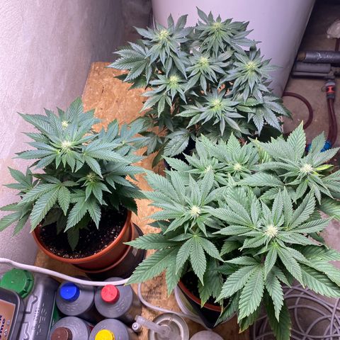 Skunk XL growlog timeline photo