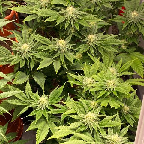 Skunk XL growlog timeline photo
