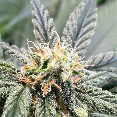 Skunk XL growlog timeline photo