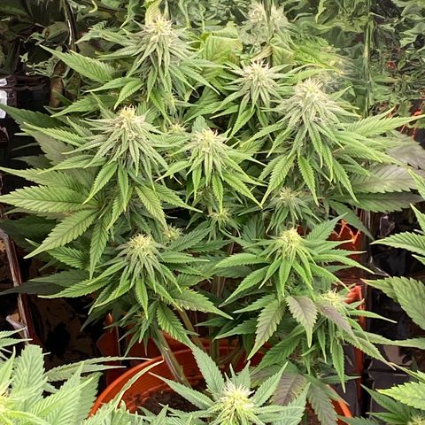 Skunk XL growlog timeline photo