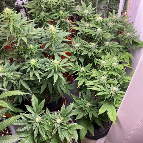 Skunk XL growlog timeline photo