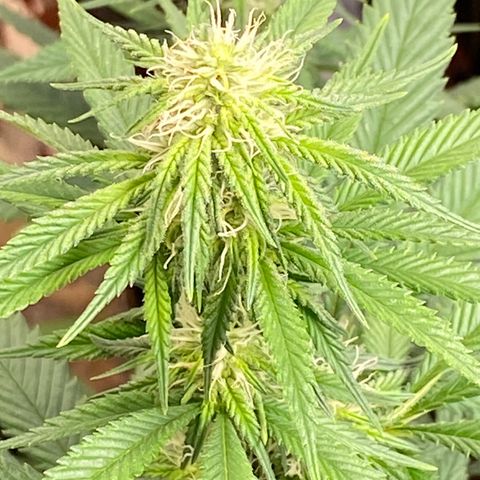 Skunk XL growlog timeline photo