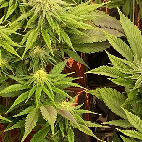 Skunk XL growlog timeline photo