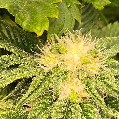 Skunk XL growlog timeline photo