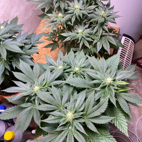 Skunk XL growlog timeline photo