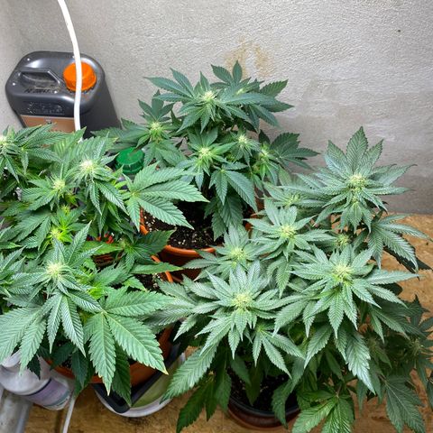 Skunk XL growlog timeline photo