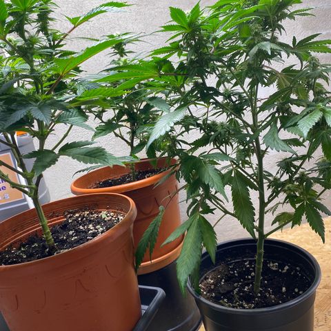 Skunk XL growlog timeline photo