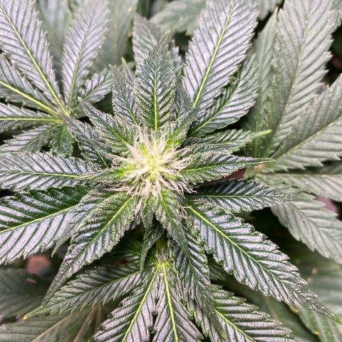 Skunk XL growlog timeline photo