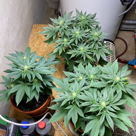 Skunk XL growlog timeline photo