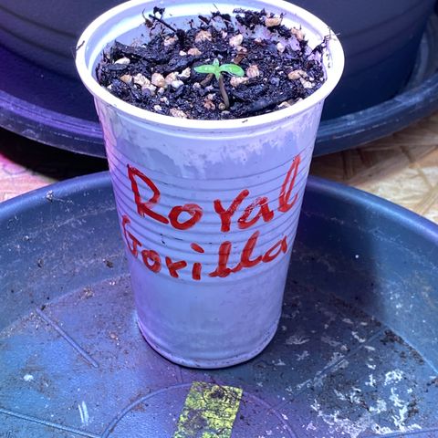 Royal Gorilla 🦍  growlog timeline photo