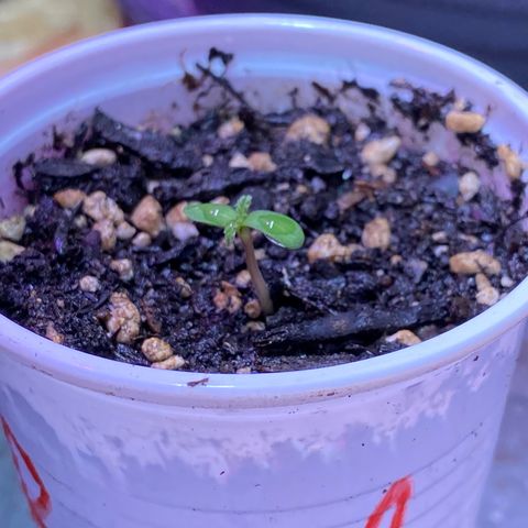 Royal Gorilla 🦍  growlog timeline photo