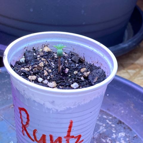 Rotz growlog timeline photo
